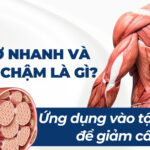 Các nhóm cơ cần luyện tập để giảm cân hiệu quả 11 Sợi cơ nhanh và sợi cơ chậm là gì? Ứng dụng vào tập luyện để giảm cân