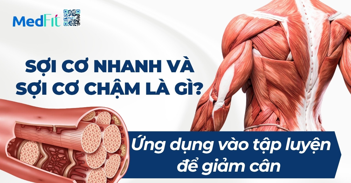 sợi cơ nhanh và sợi cơ chậm là gì