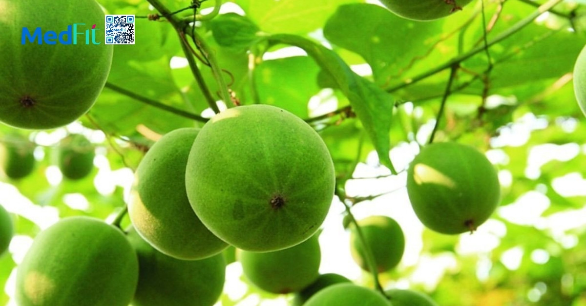 Trà sơn mật hồng sâm có giảm cân không? Sự thật từ góc nhìn khoa học 4 hình minh họa la hán quả