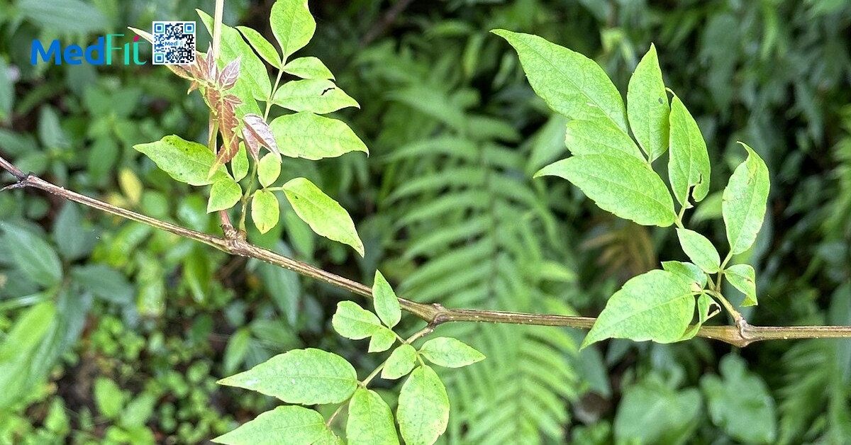 Trà sơn mật hồng sâm có giảm cân không? Sự thật từ góc nhìn khoa học 2 hình minh họa trà dây