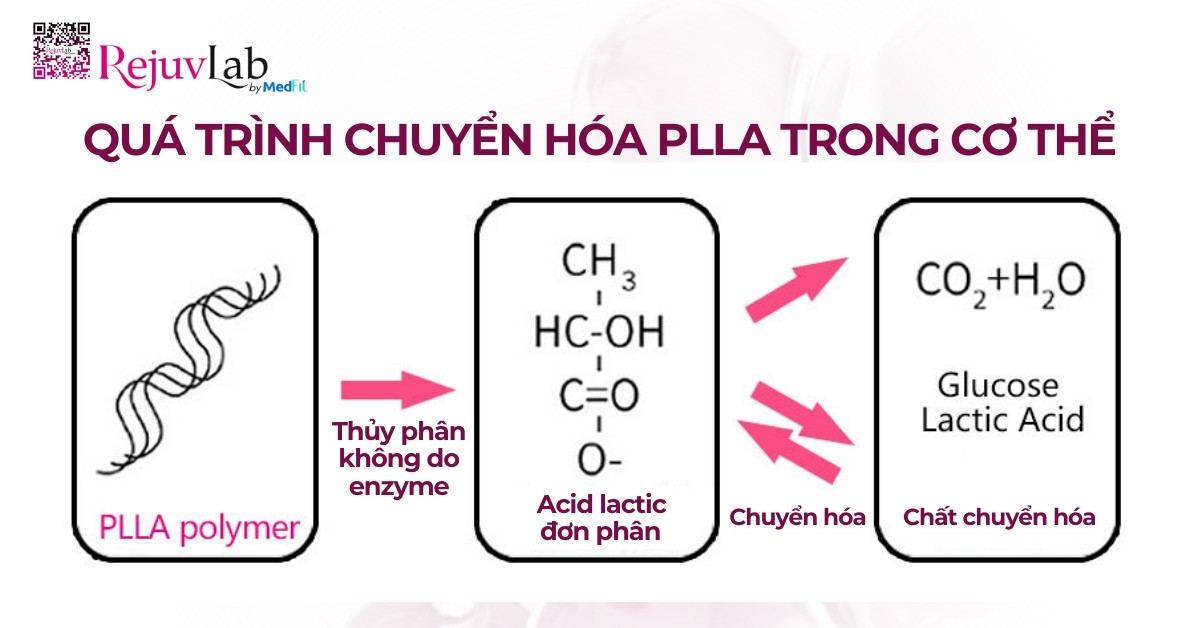quá trình chuyển hóa plla trong cơ thể