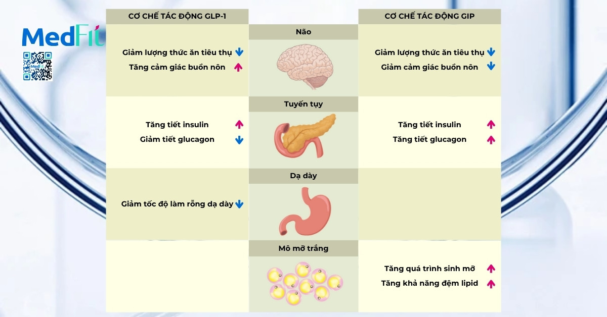 cơ chế tác động của Zepbound