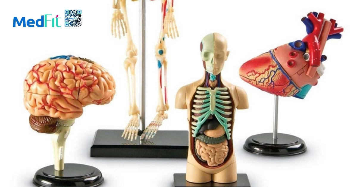 Khả năng thích nghi và nguyên lý quá tải tiến triển trong luyện tập để giảm cân 2 Quá trình thích nghi không xảy ra đơn lẻ ở một bộ phận mà là kết quả của sự phối hợp giữa nhiều hệ cơ quan