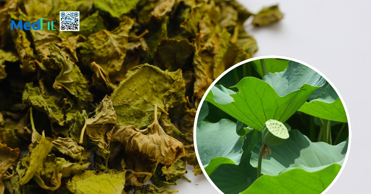 Giảm cân Cenly có tốt không? Có gây tác dụng phụ hay rủi ro sức khỏe? 3 Lá sen hỗ trợ chuyển hóa lipid bằng cách thúc đẩy phân giải triglyceride và điều hòa hấp thụ chất béo, đường