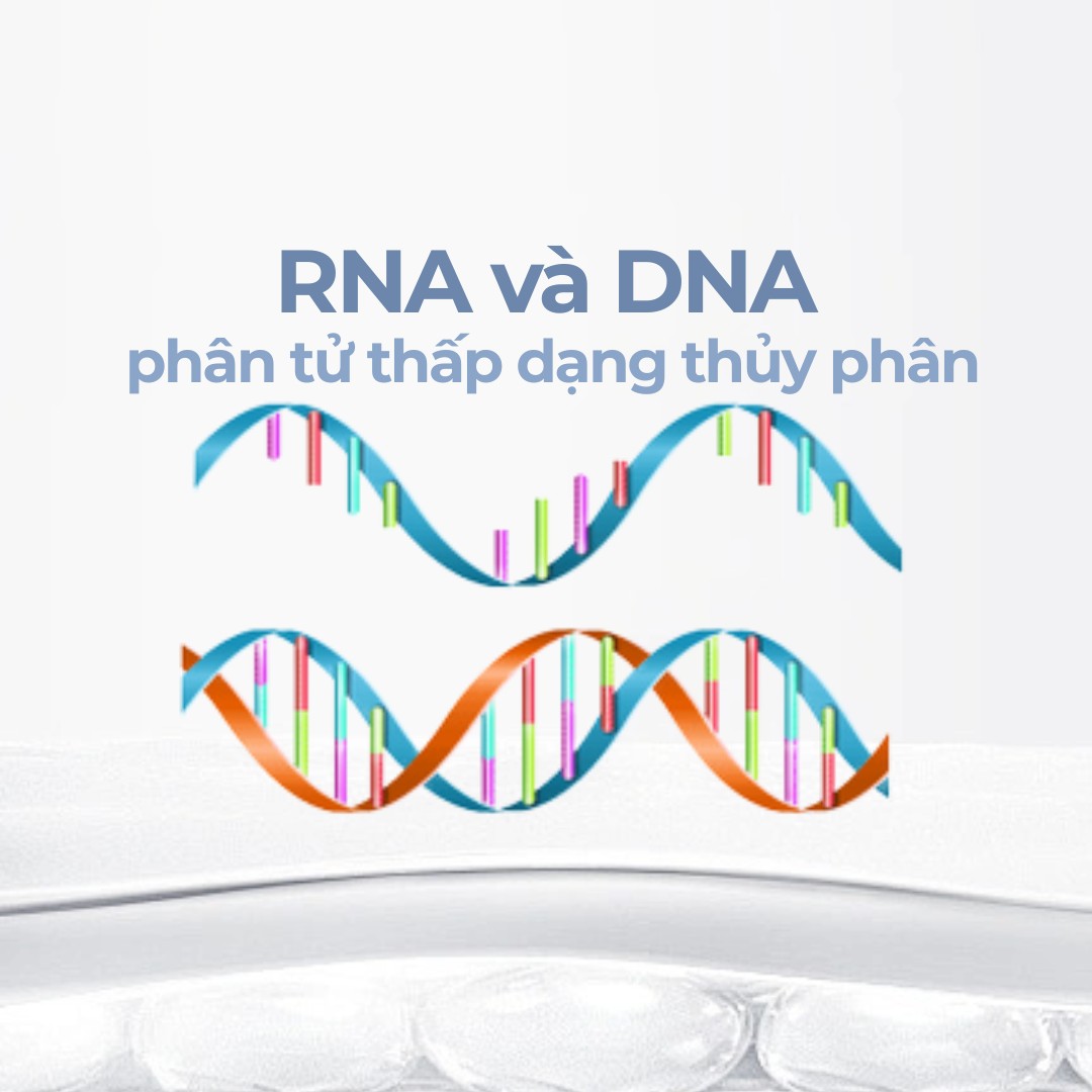 _RNA và DNA phân tử thấp dạng thủy phân