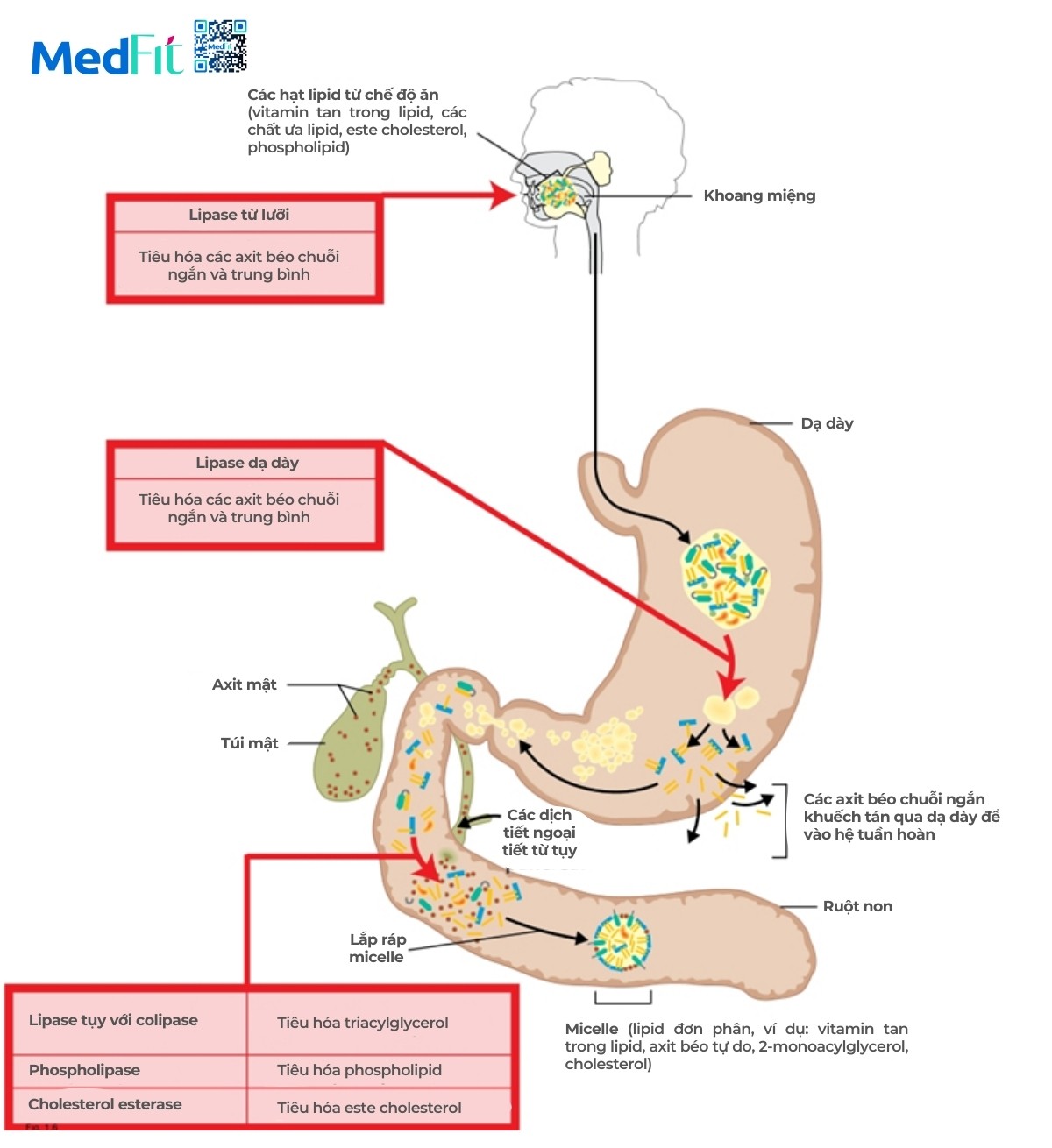 Quá trình tiêu hóa và hấp thụ chất béo