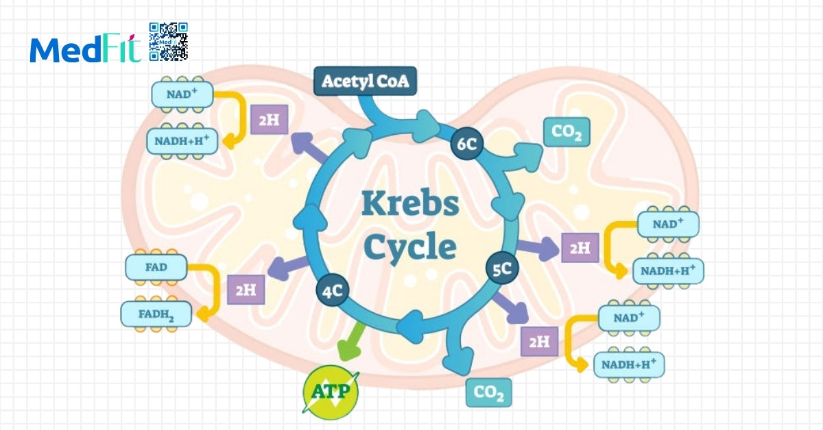 Vitamin B12 có thúc đẩy giảm cân không? 3 Chu trình Krebs đóng vai trò là cửa ngõ chuyển hóa hiếu khí từ glucose thành năng lượng (ATP)