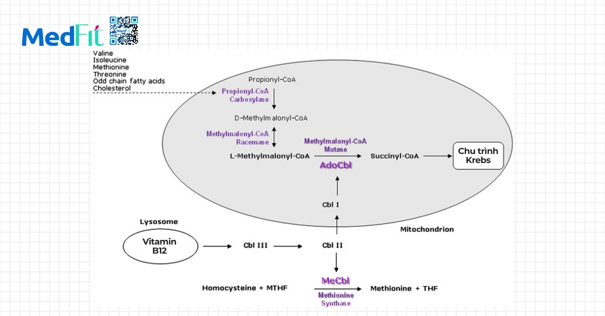 Vitamin B12 có thúc đẩy giảm cân không? 1 Để glucose đi vào chu trình Krebs, cần có sự tham gia của vitamin B12 đóng vai trò gián tiếp nhưng không thể thiếu