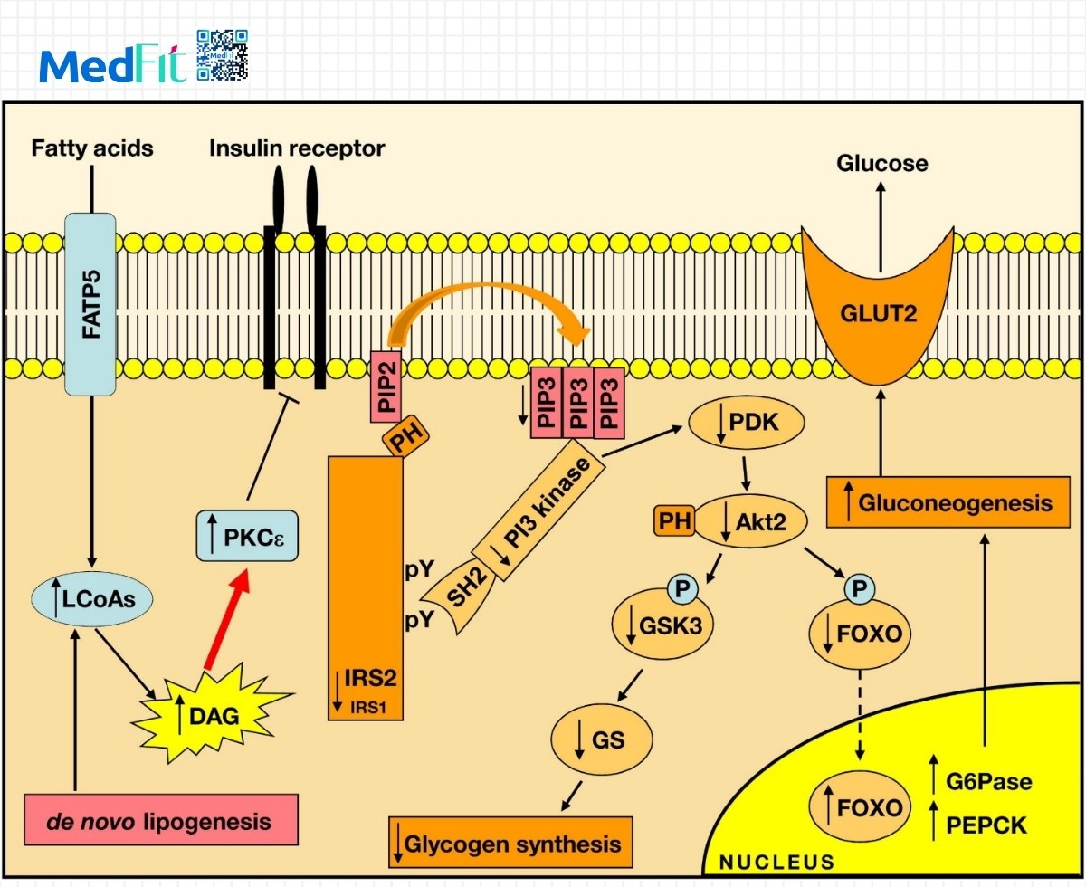 Co che diacylglycerol DAG