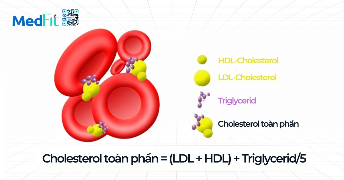 Chế độ ăn giảm mỡ máu có giúp giảm cân không? 2 Cac chi so co ban