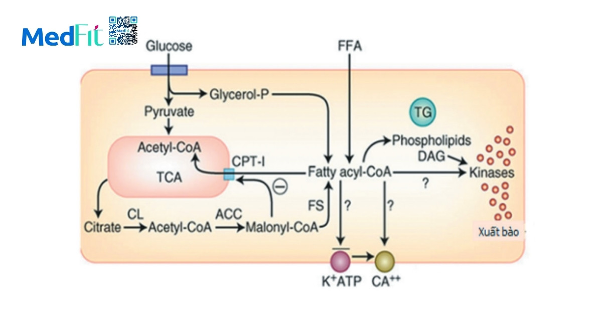 Dấu hiệu cho thấy cơ thể đang đề kháng insulin 11 Insulin du thua