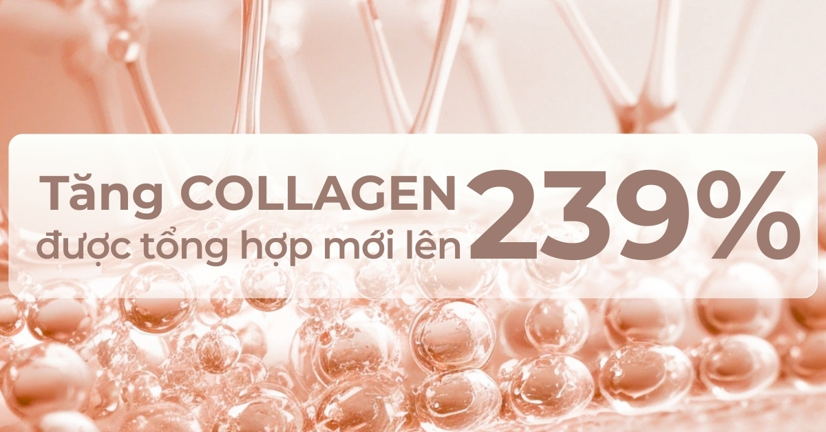 Tăng collagen được tổng hợp mới lên 239%