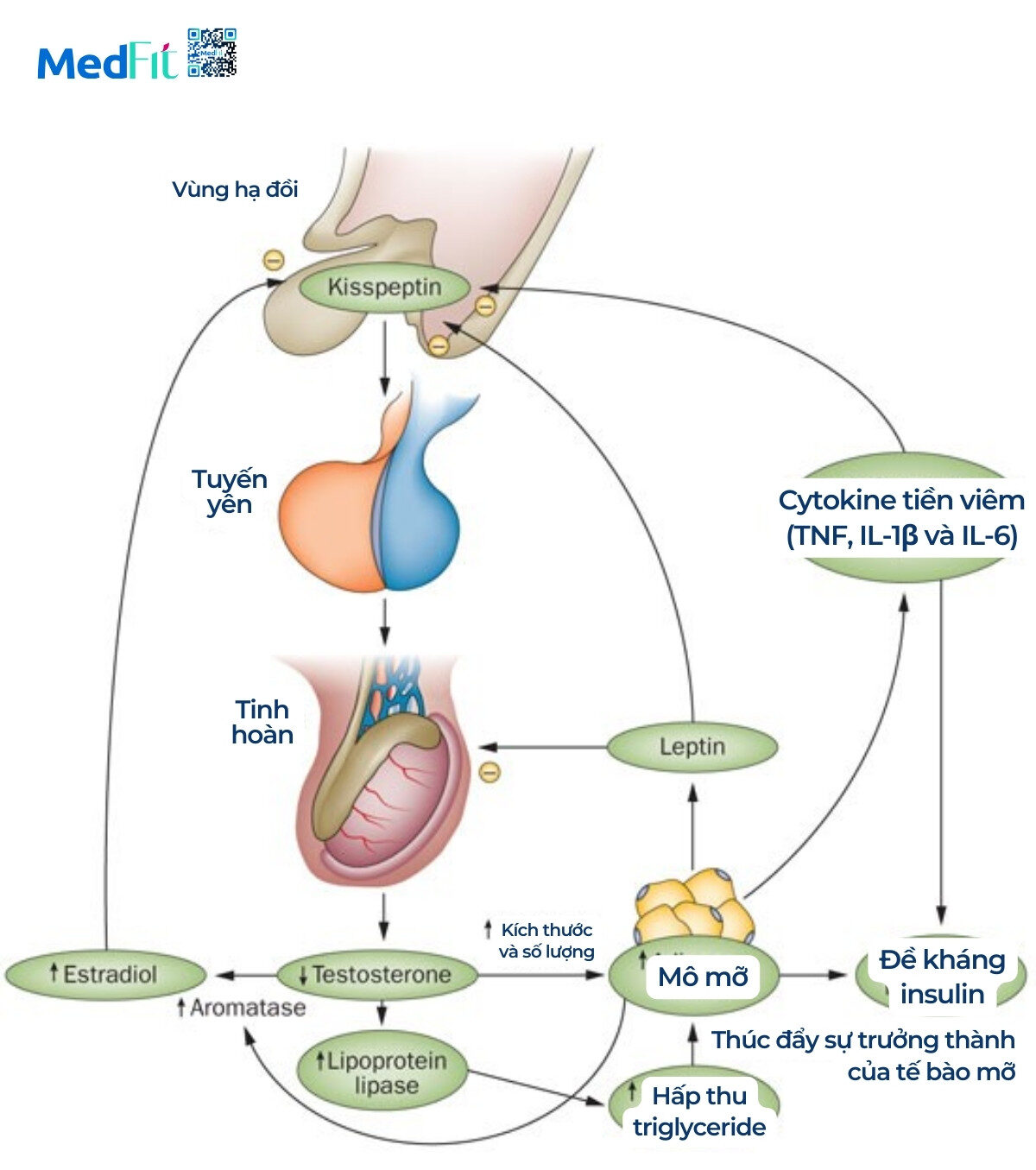 Testosterone thấp và béo phì: Làm sao để đảo ngược vòng xoắn bệnh lý? 7 Vong xoan benh ly e1765187929550