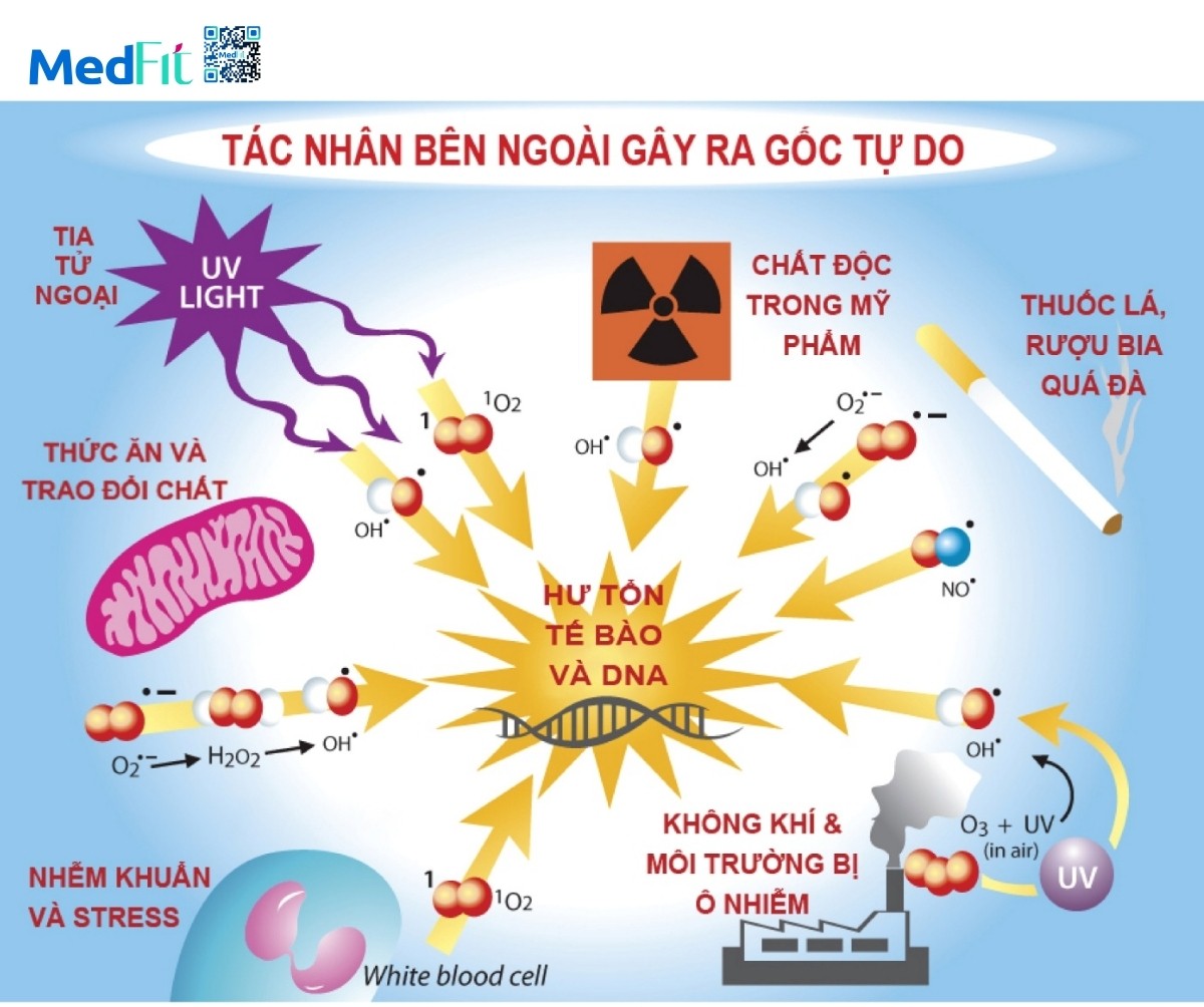 Chất chống oxy hóa: Mối liên hệ với quá trình giảm cân bền vững 1 Goc tu do