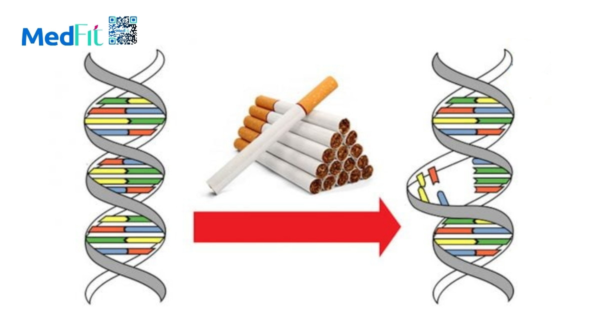 Lão hóa ngược là gì? Mối liên hệ khoa học giữa lão hóa và béo phì 6 Khoi thuoc la