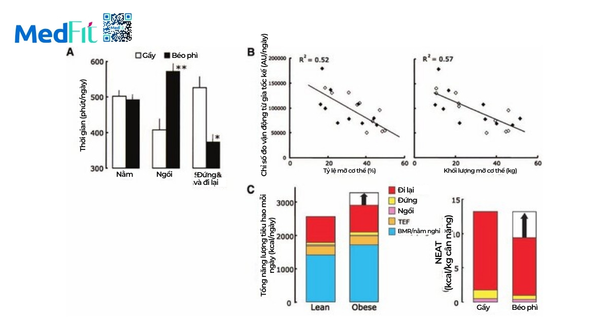 NEAT là gì? Vai trò của vận động hằng ngày trong chiến lược giảm cân hiện đại 3 Nghien cuu tien phong