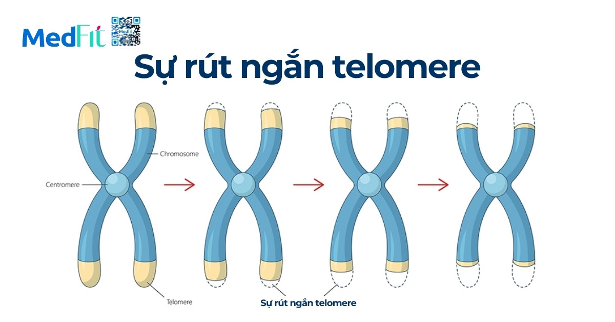 Lão hóa ngược là gì? Mối liên hệ khoa học giữa lão hóa và béo phì 7 Su rut ngan telomere 1
