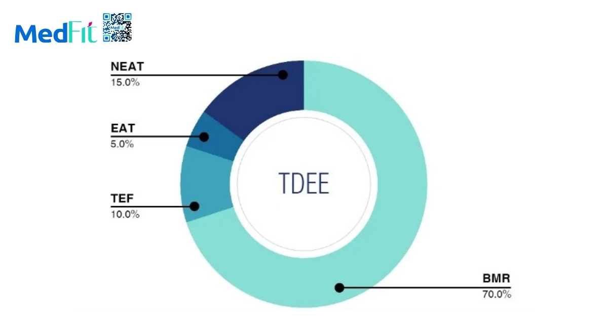 NEAT là gì? Vai trò của vận động hằng ngày trong chiến lược giảm cân hiện đại 2 TDEE