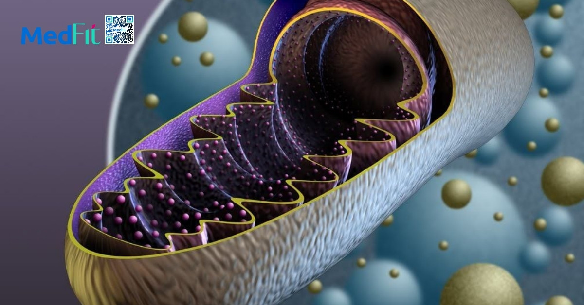 Lão hóa ngược là gì? Mối liên hệ khoa học giữa lão hóa và béo phì 10 Ty the