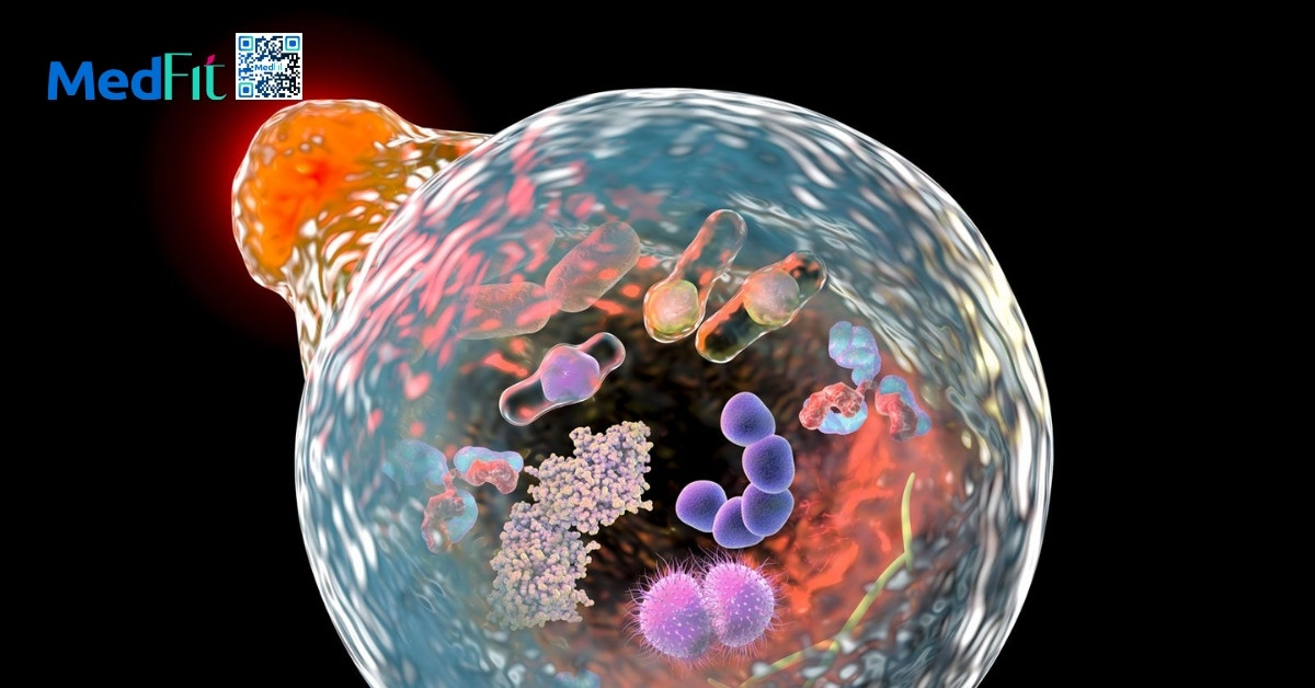 Lão hóa ngược là gì? Mối liên hệ khoa học giữa lão hóa và béo phì 11 autophagy