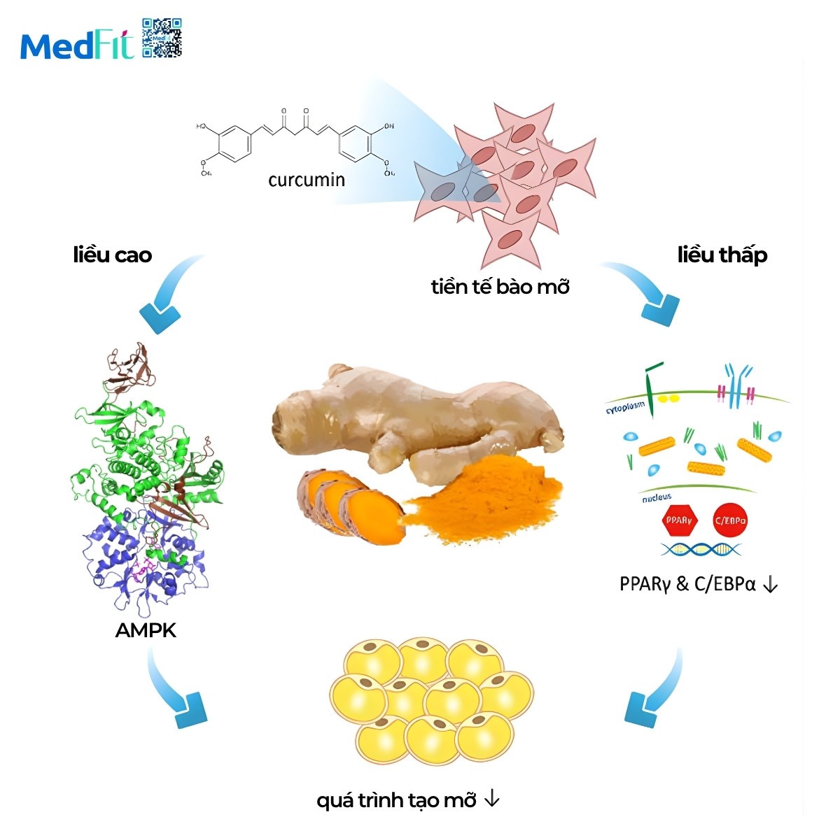 Uống tinh bột nghệ trước khi ngủ giúp giảm cân: Hiệu quả thật hay lời đồn? 2 Uống tinh bột nghệ trước khi ngủ giúp giảm cân: Hiệu quả thật hay lời đồn? 1