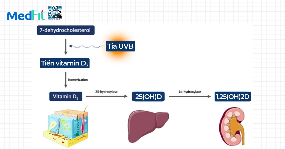Tại sao người béo phì thiếu vitamin D? Nguyên nhân, hậu quả và cách bổ sung 2 Tại sao người béo phì thiếu vitamin D? Nguyên nhân, hậu quả và cách bổ sung 1