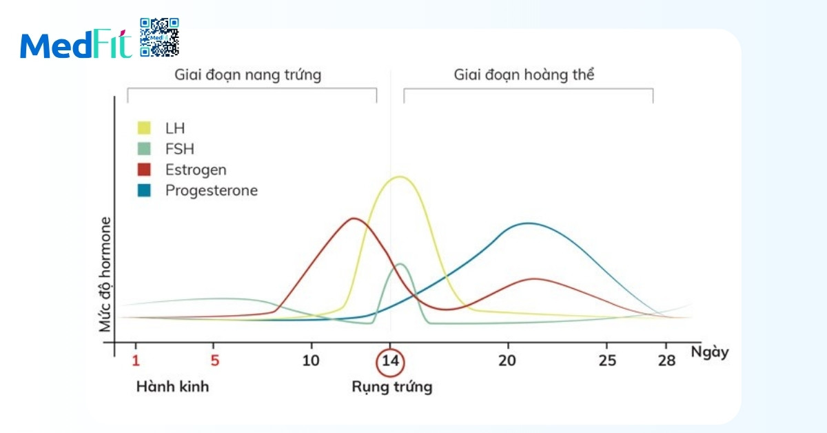 Vận động cường độ cao và rối loạn kinh nguyệt trong quá trình giảm cân: Dấu hiệu cảnh báo không nên bỏ qua 5 Vận động cường độ cao và rối loạn kinh nguyệt trong quá trình giảm cân: Dấu hiệu cảnh báo không nên bỏ qua 4