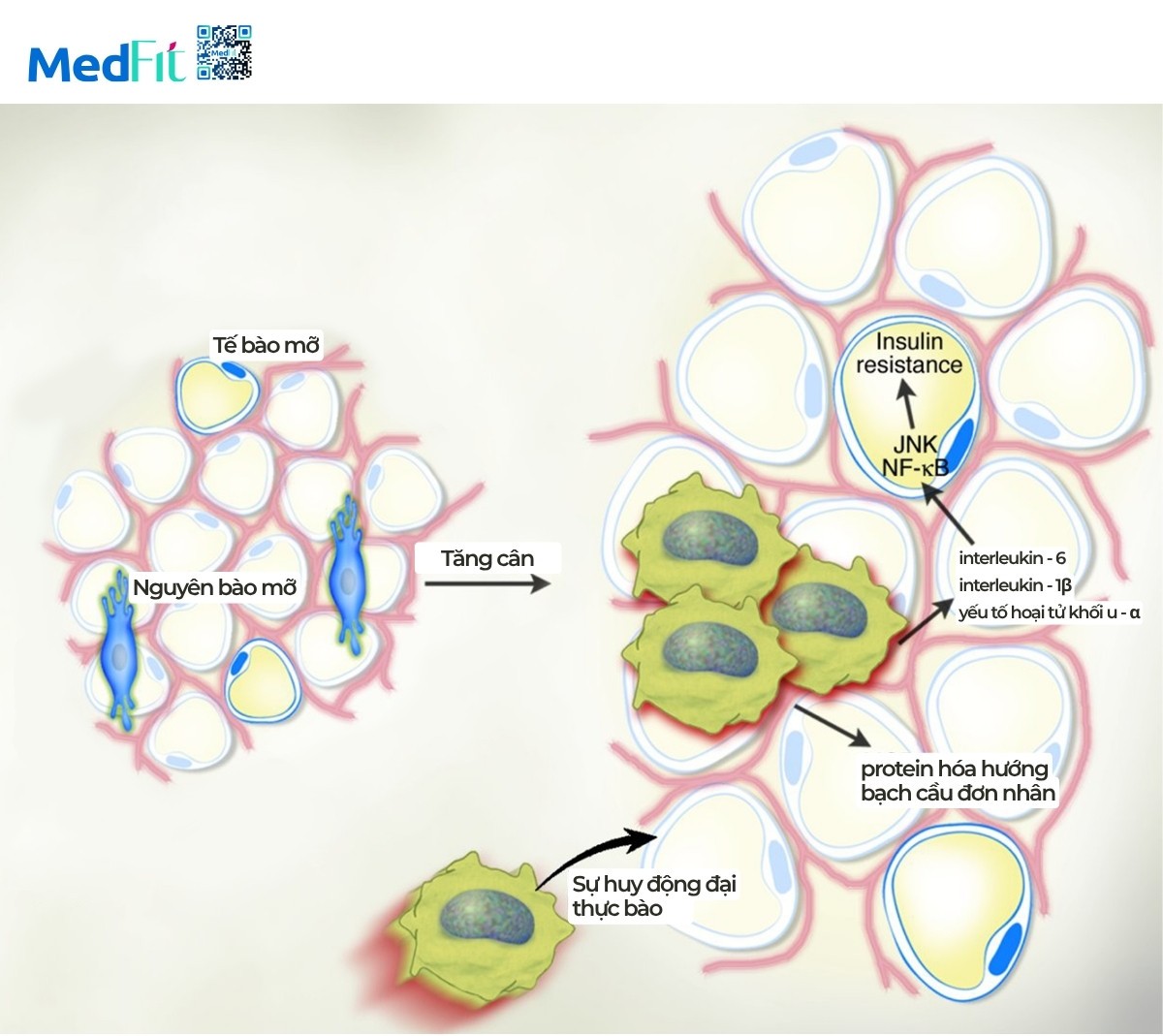Mối liên hệ giữa béo phì và lão hoá: Hiểu đúng để sống khỏe và trẻ lâu hơn 7 cytokin