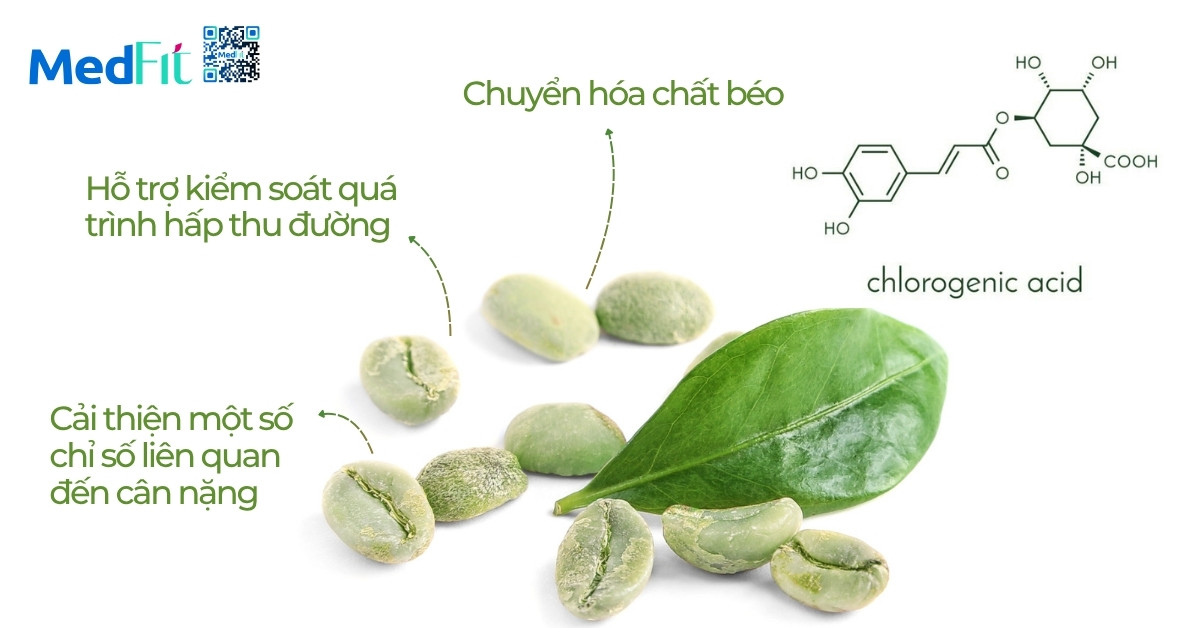 Cà phê xanh giảm cân có tốt không? Có giúp đốt mỡ như lời đồn? 7 Cà phê xanh giảm cân có tốt không? Có giúp đốt mỡ như lời đồn? 6