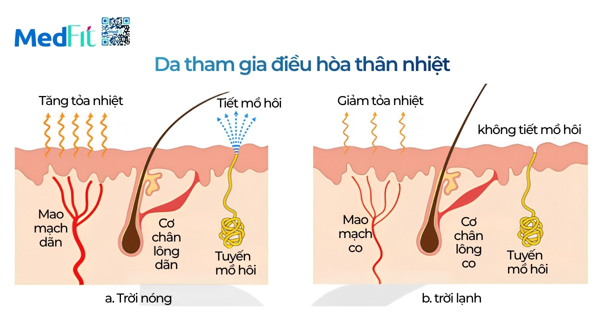 Ra mồ hôi nhiều có giảm cân không? Hiểu lầm phổ biến cần tránh 7