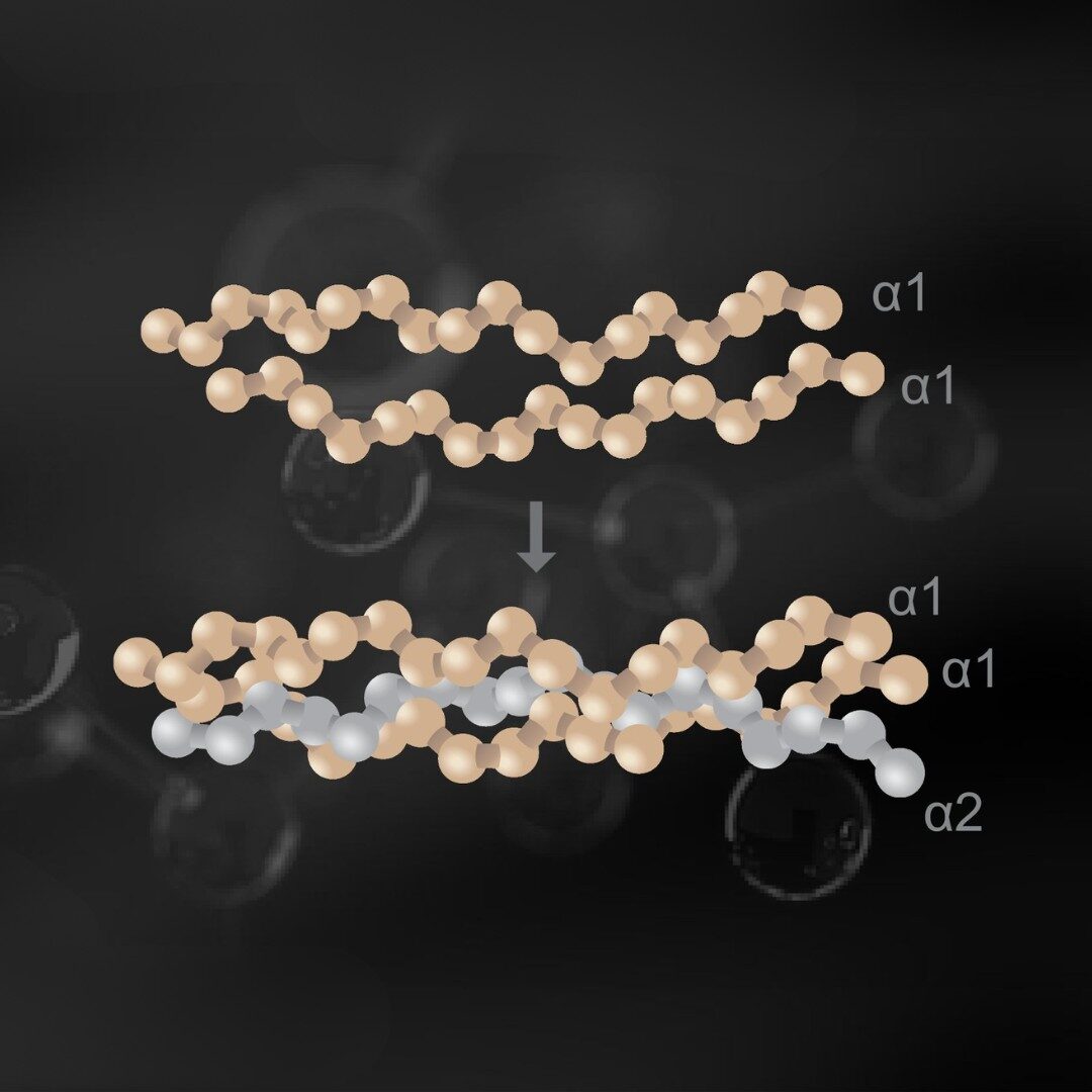 Collagen polypeptide alpha 1